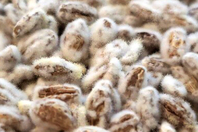 barley SEM cell wall