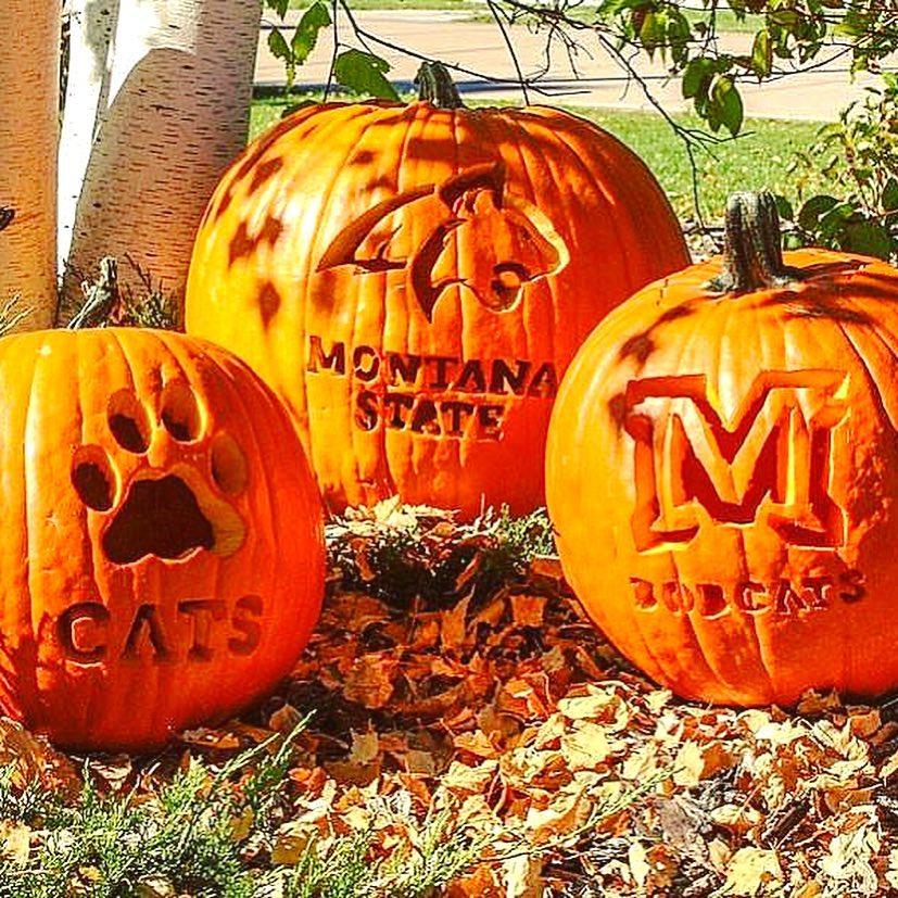 Montana State logo carved pumpkins