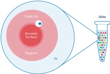 Single Cell RNASeq Single Cell RNASeq Diagram