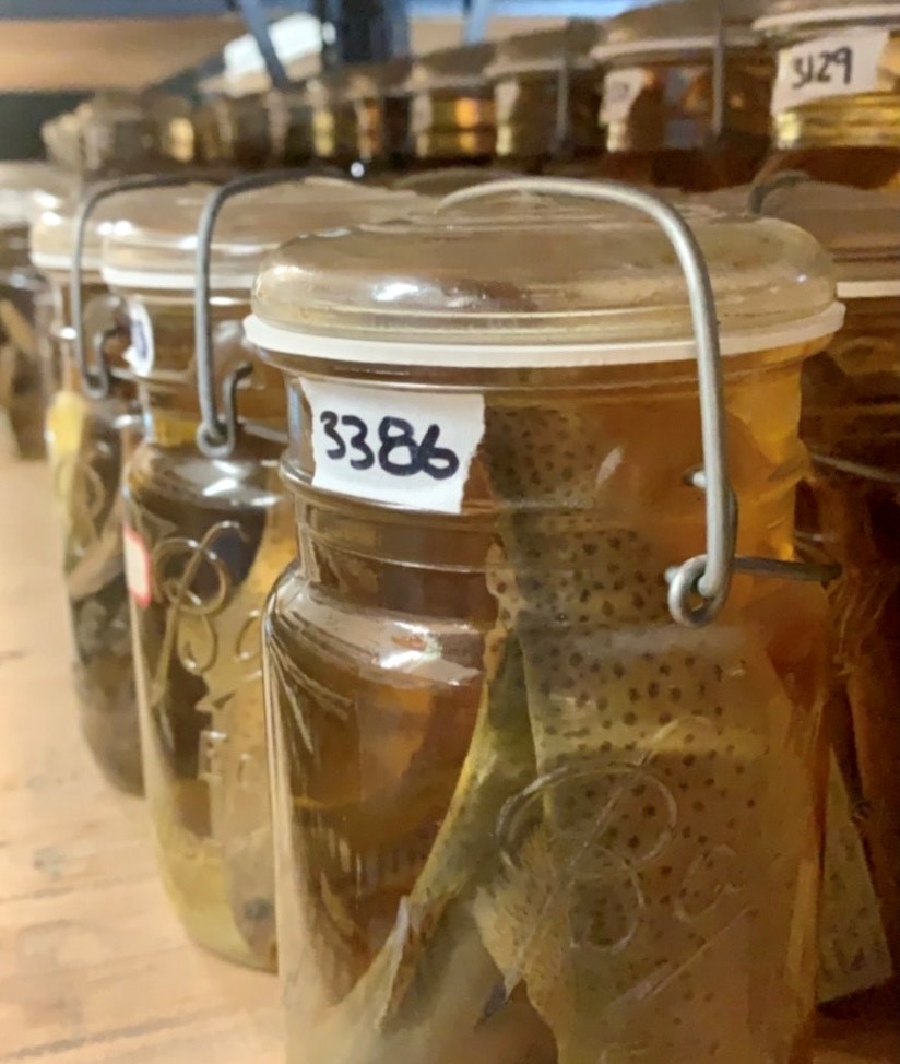 Trout jars