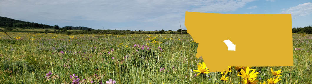 field of mountain wildflowers with outline of Montana overlay