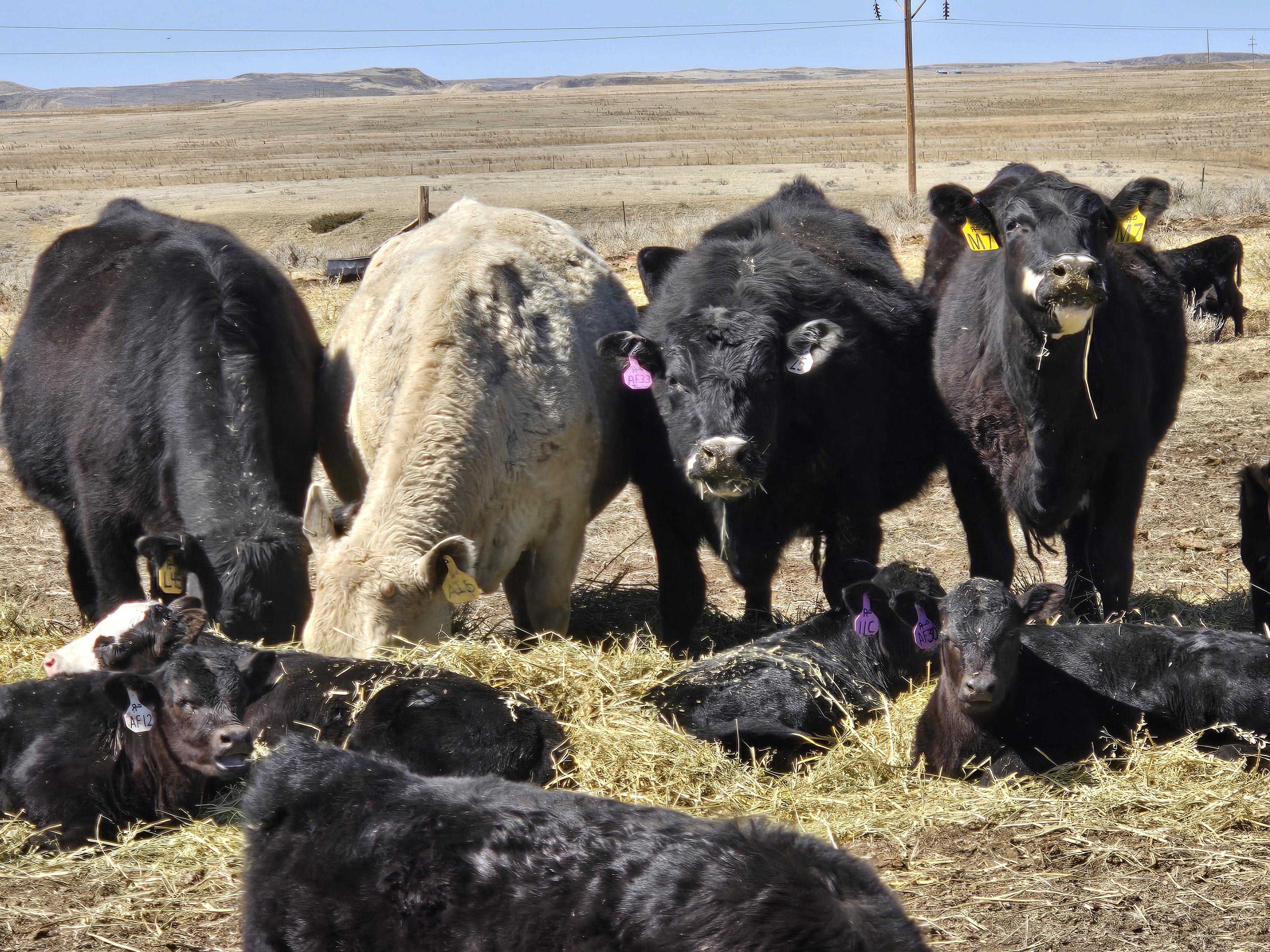 Cows and Calves on the Feedline