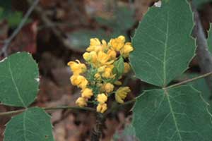 image of the start of creeping oregon grapes