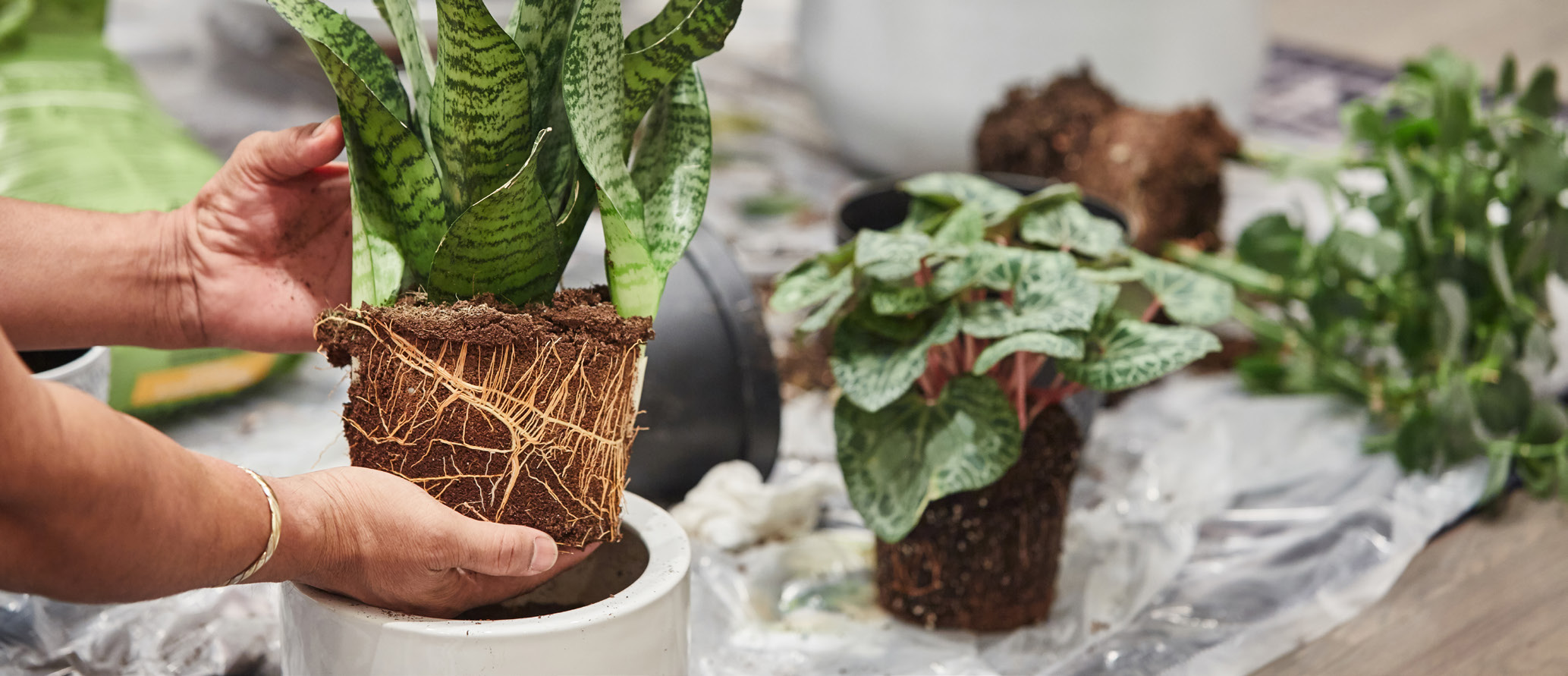 Two hands holding the rootball of a snake plant above a white ceramic pot.