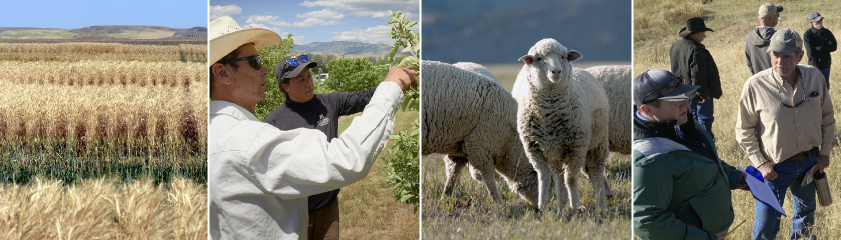 The banner is broken into four images: image one is a field of wheat, image two is a man and a woman inspecting a crop, image three is a flock of wool covered sheep, and image four is a group of people in a field discussing.