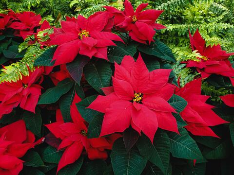 A close-up of red flowers with small, yellow centers. Dark green leaves surround the red flowers.