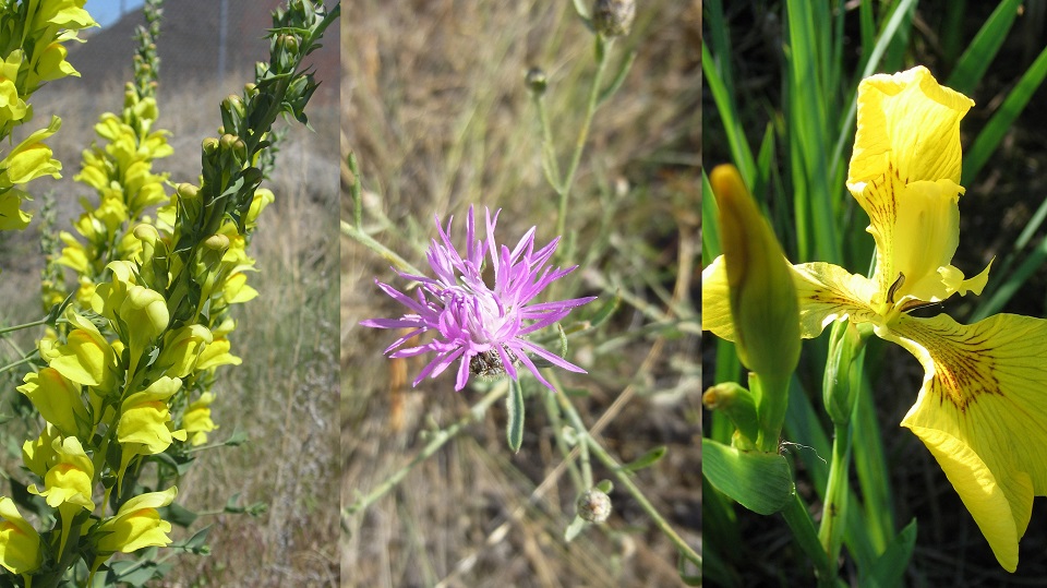 dalmatian toadflax, spotted knapweed, yellowflag iris