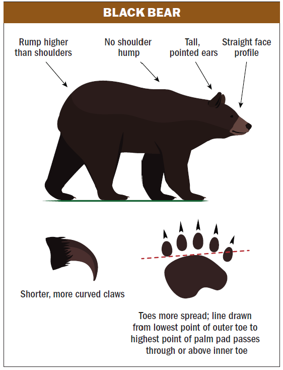 a graphic showing the attributes of a black bear