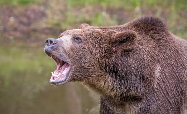 a bear up close roaring