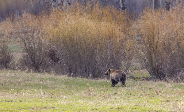 a bear off in the distance