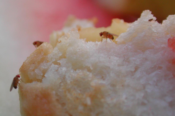 fruitflies on a piece of bread