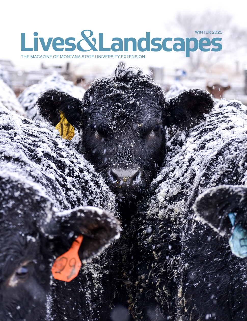 Black Angus cattle are herded together and covered with a thick layer of snow, one cattle looks directly at the camera with its ears facing forward. The words at the top read: Lives and Landscapes Winter 2025, The Magazine of Montana State University Extension.