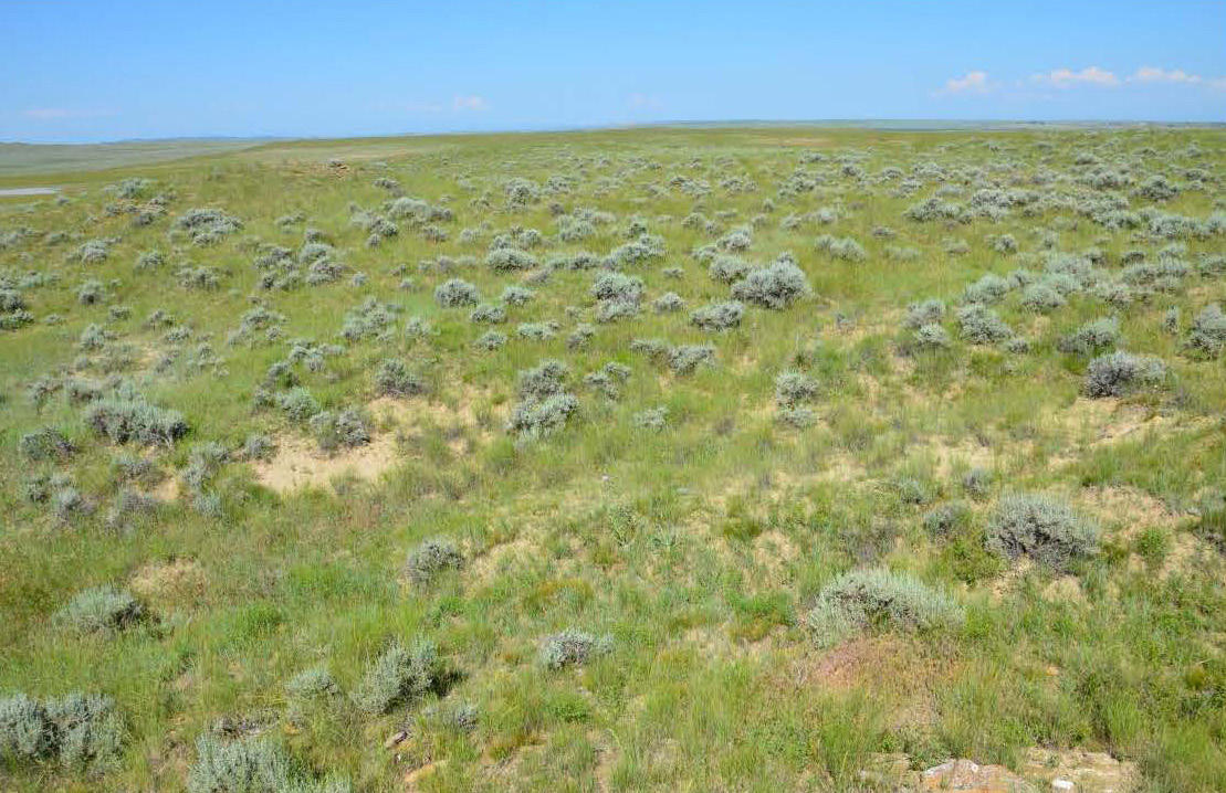 Sagebrush covered rangeland stretches for miles in all directions. The grass is green, the sagebush is sage colored, and the sky is clear and blue.