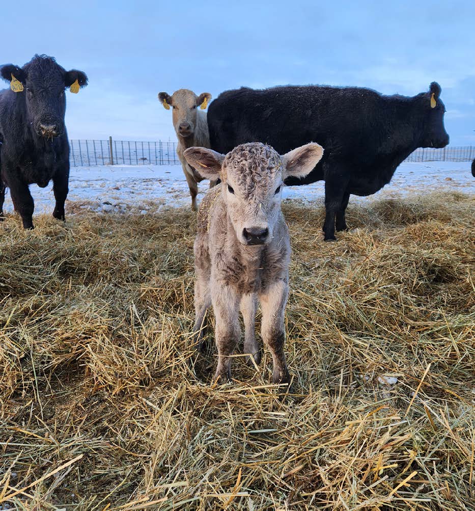 A grey-white calf looks directly at the camera. It is standing in hay and has older cattle surrounding it.