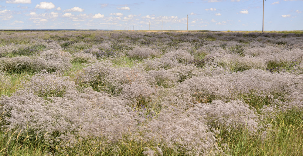 Grey babys breath bushes scattered all over conservation reserve program acres.