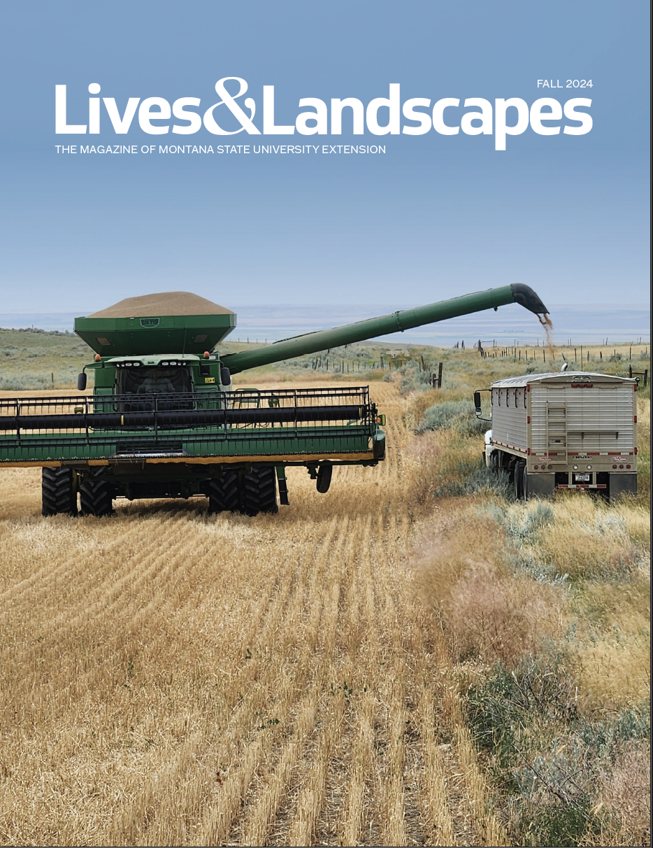 A green combine unloading grain into a silver semi in a dry field. The words at the top read: Lives and Landscapes Fall 2024, The Magazine of Montana State University Extension.