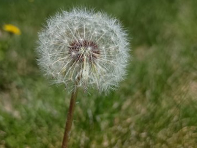 Ode to Dandelion A round, fluffy dandelion seed head with blurred grass in the background
