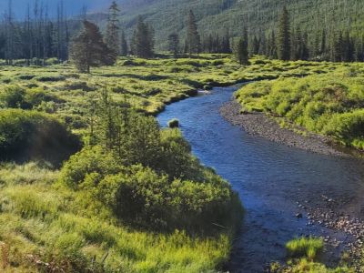 Overview of the 310 Law Natural stream meandering through a riparian area with dense vegetation and conifer forests in the background.