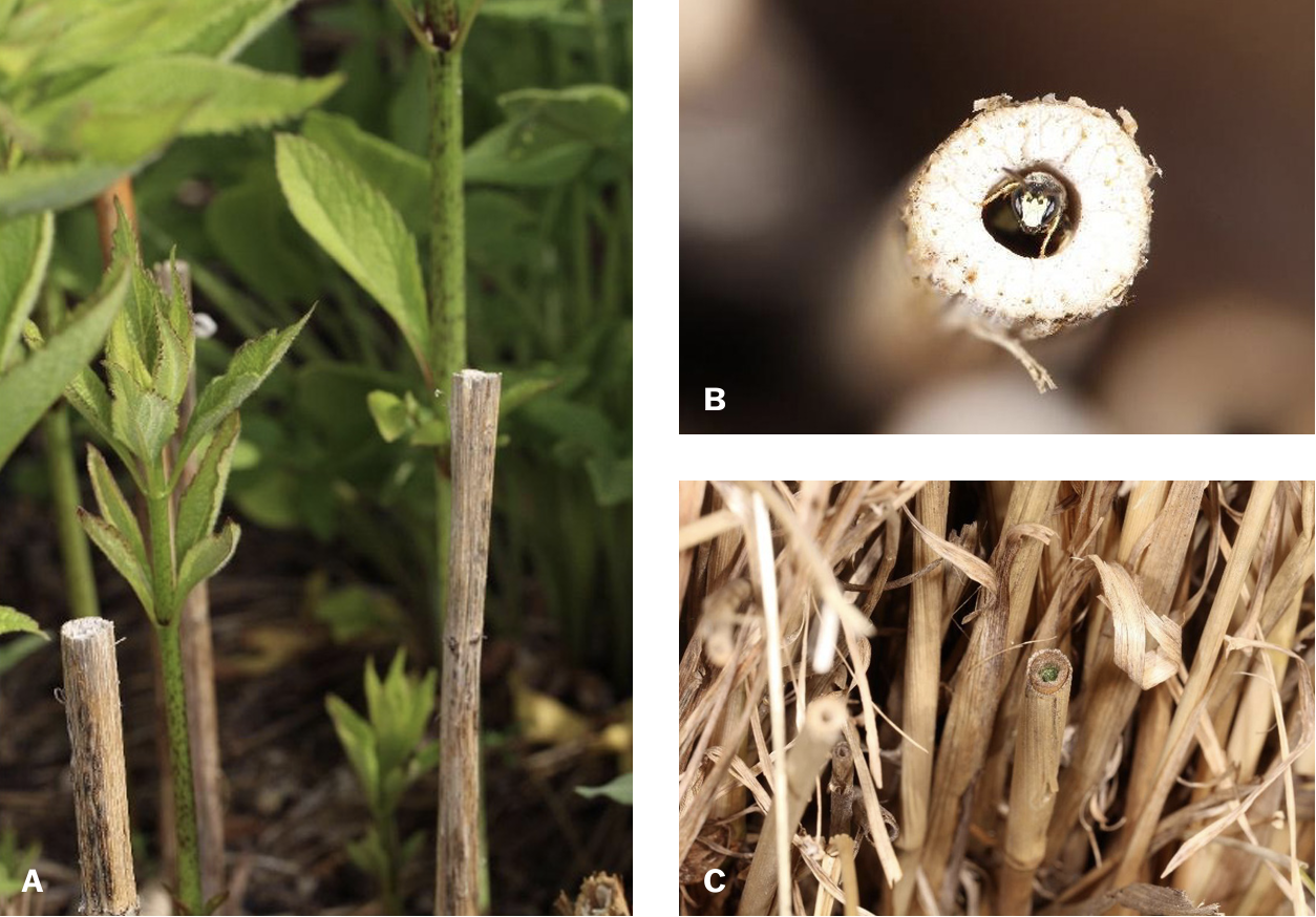 imgage a: cut stems, image b: male yellow faced bee in stem, image c: completed bee's nest in stem