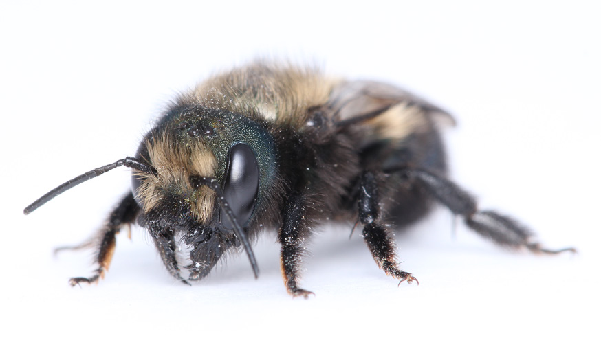 a close-up of a fuzzy bee, the female blue orchard mason bee.