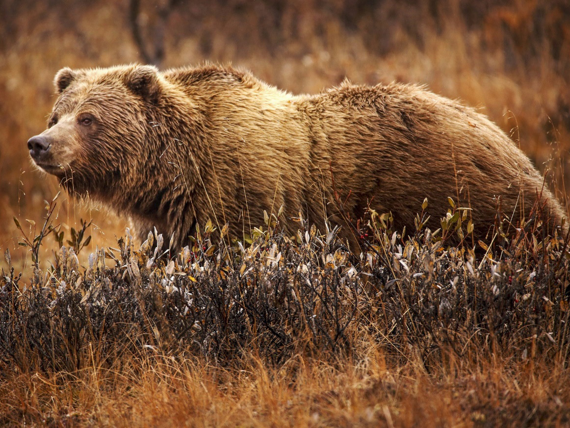 grizzly bear in brown grass