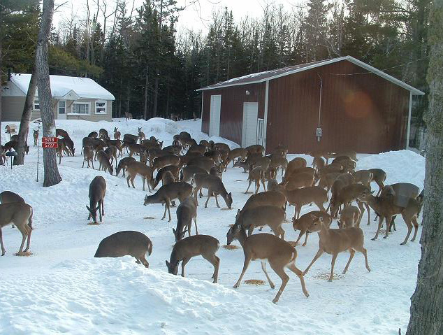 A large herd of deer congregate in a snowy driveway becuase there are piles of supplemental food left out for them