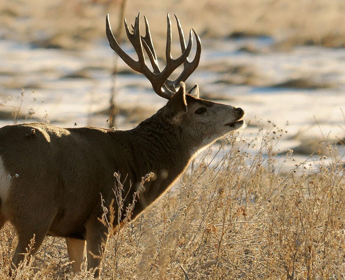 a male mule deer