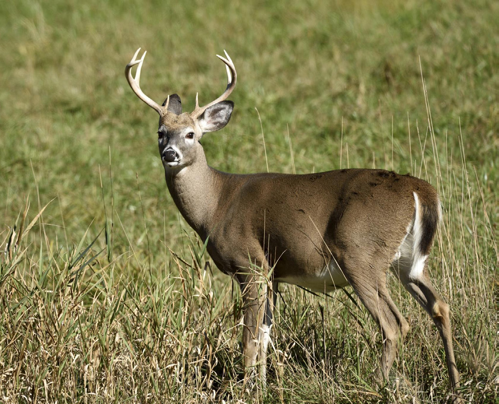 a male white tail deer