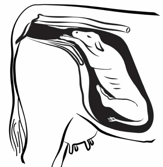 A graphic of normal presentation of a calf is forward-facing, with the head and front feet pointing toward the posterior end of the cow