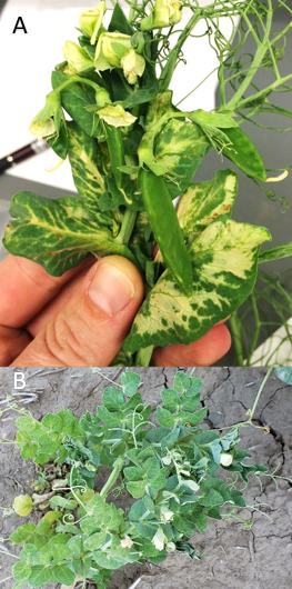 Pea enation mosaic virus lesions on field pea and chickpea