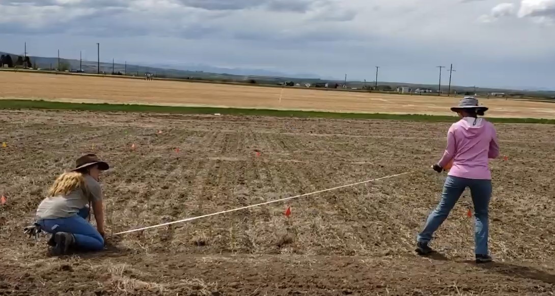 Two people in a field, measuring a distance with a tape measure