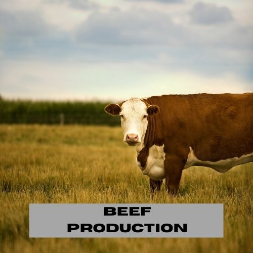 BEEF PRODUCTION