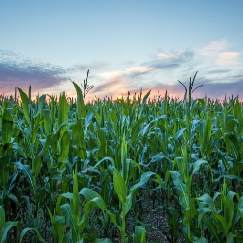 Corn Field corn field