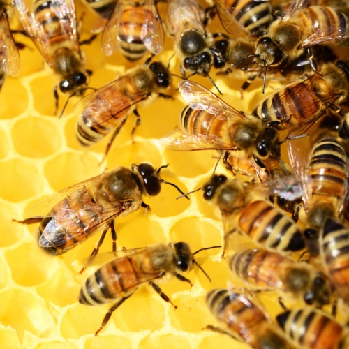 Bees bees on hive