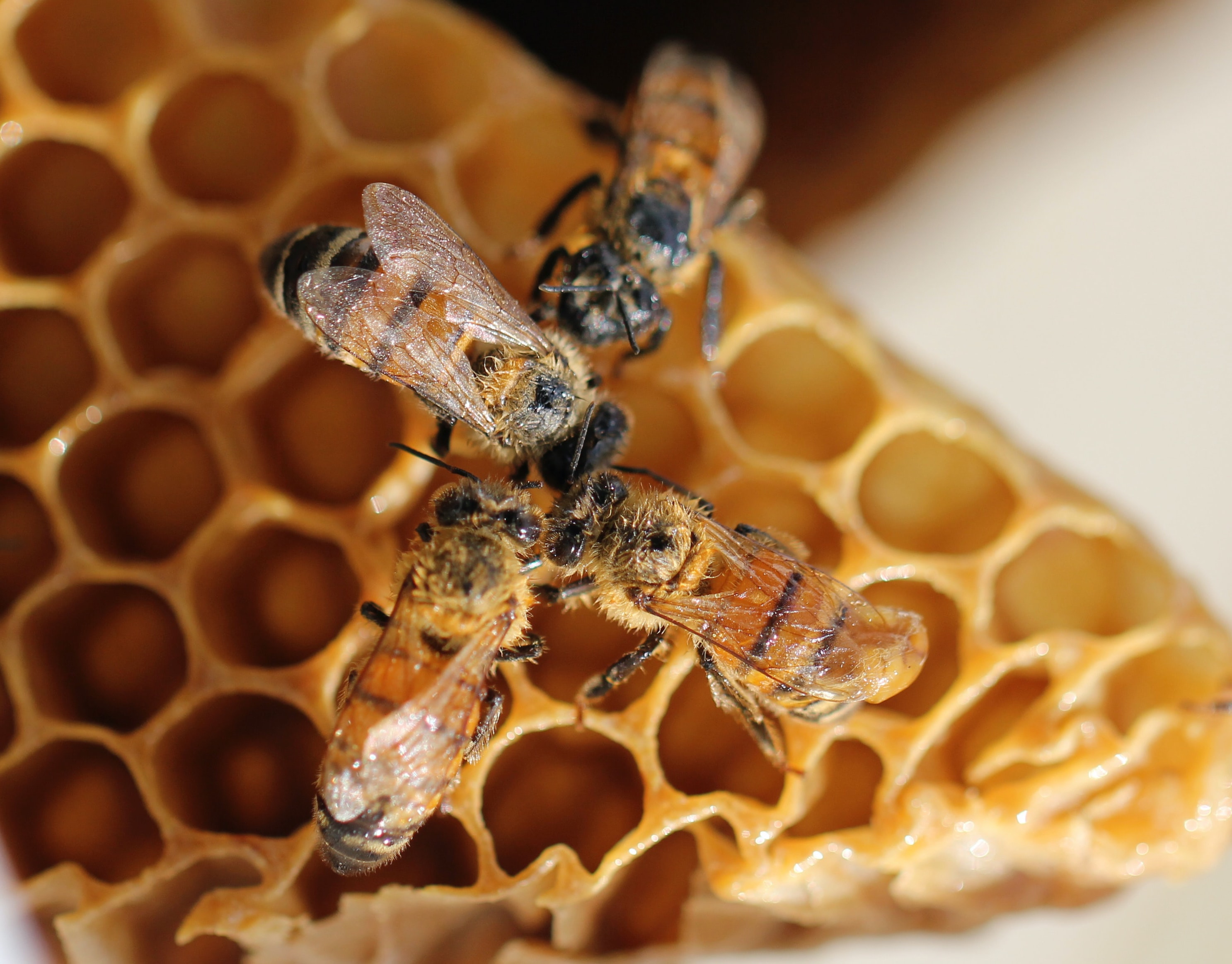 Bees on honeycomb