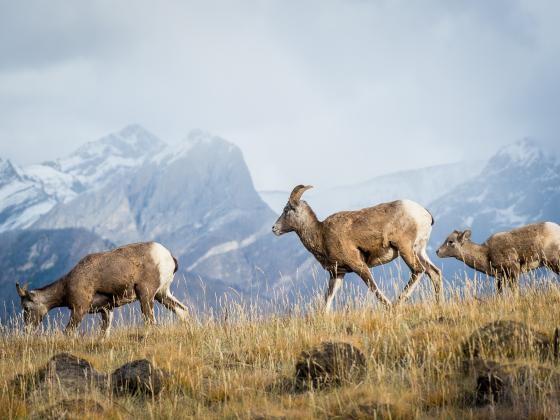 Big Horn Sheep