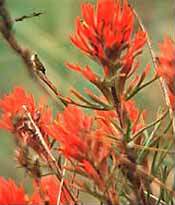 IndianPaintbrush