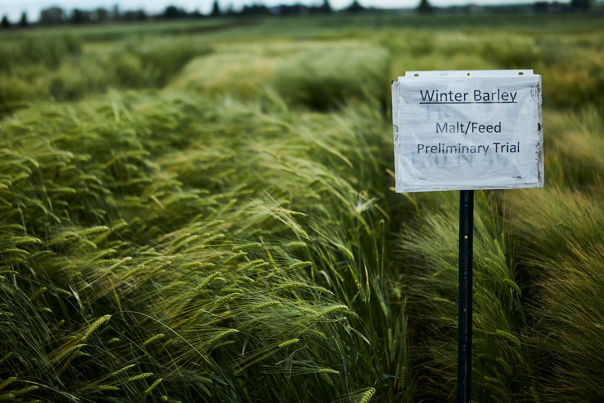 barley field with sign